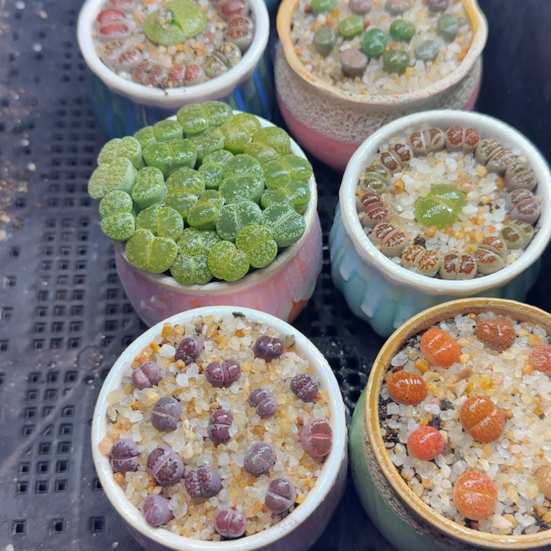 多肉葡萄的味道真的很好543