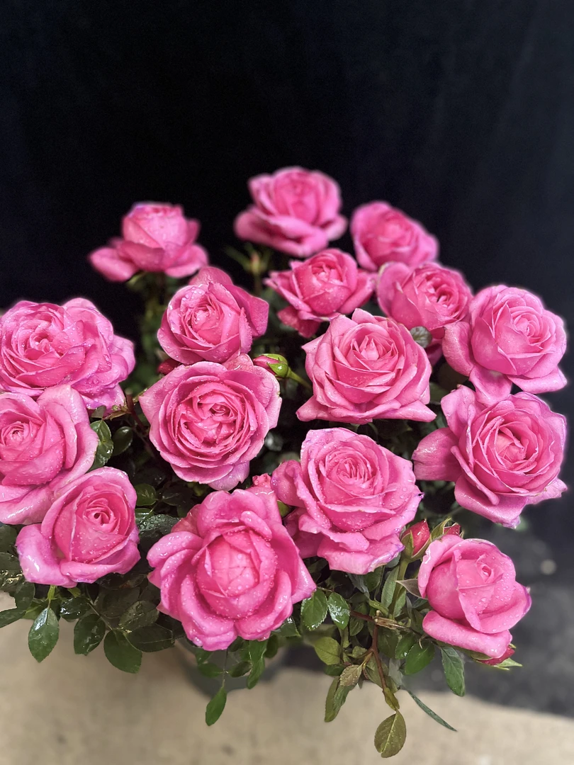 【绝色果汁】【淑女】四季开花月季庭院阳台多季节重复性开花