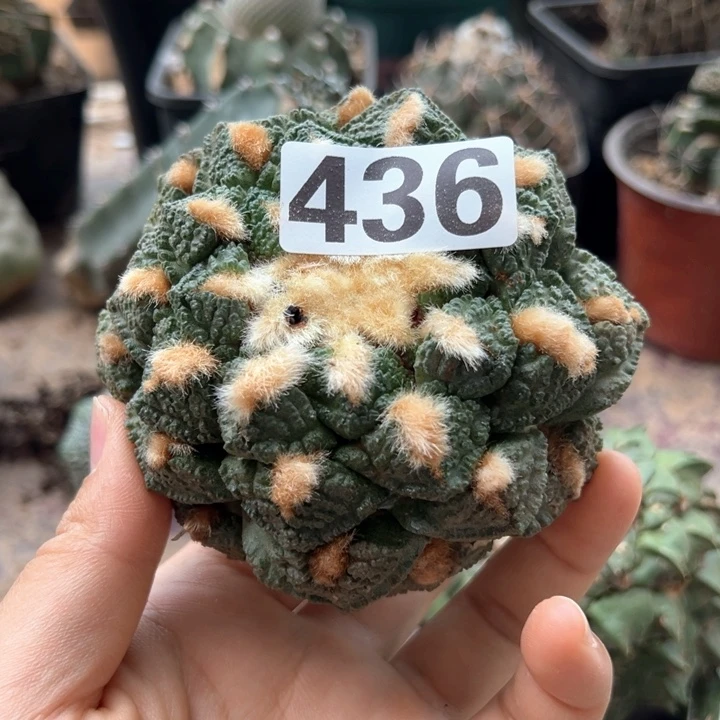 小*瓜龟甲牡丹436号 仙人球