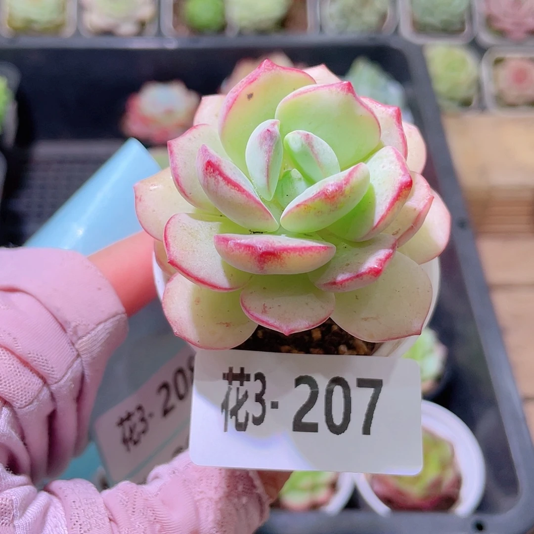 花利美3-207香草单头