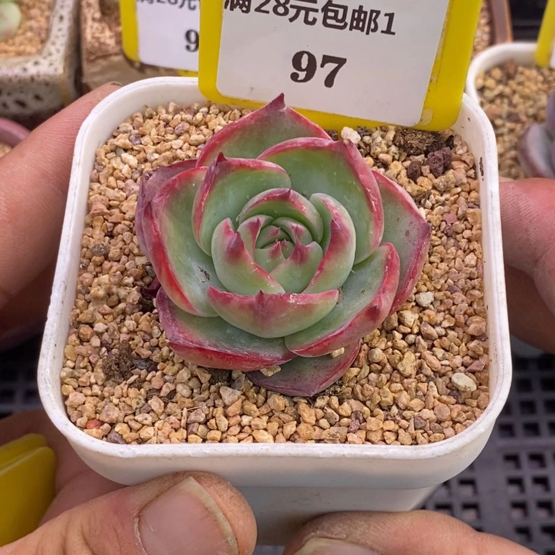 197惊鸿单头拉丝锦多肉