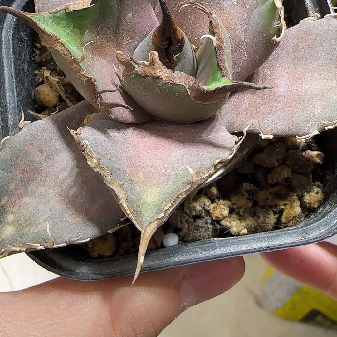 黑豹龙舌兰1111111111