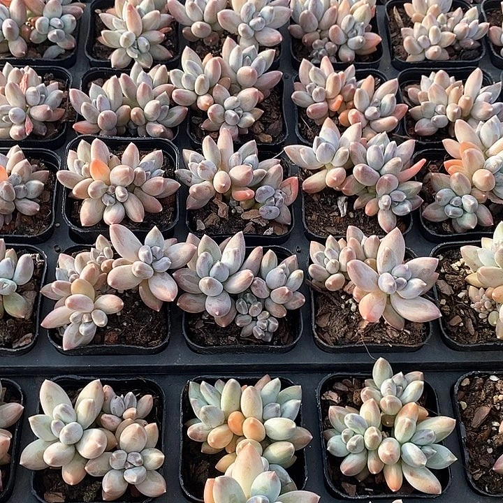 15松果美人 多头福利多多