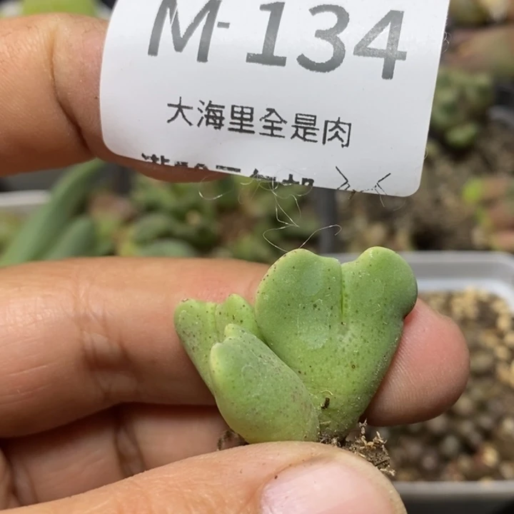 南***园55565669969998888888