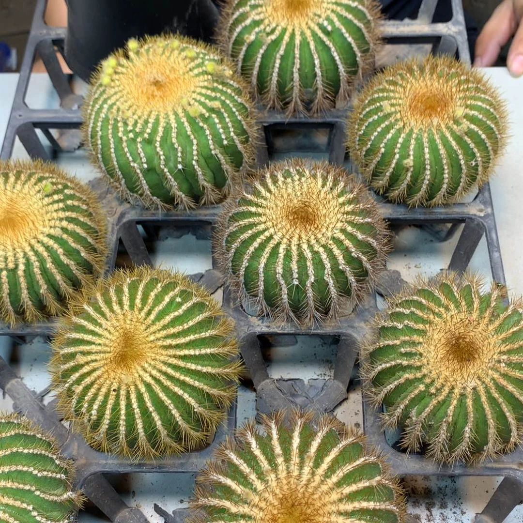 金刺优博球 整体9公分起发 无根带木心