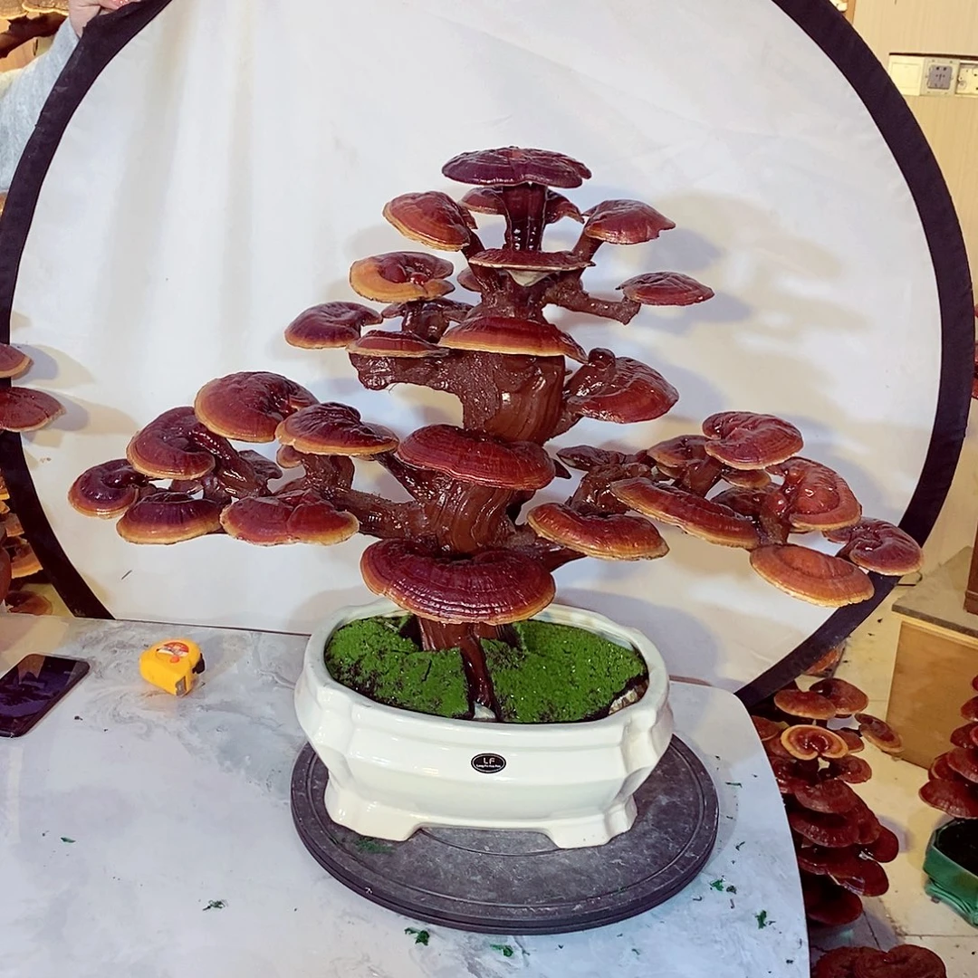 乐***灶无花朵发财树发财树发财树