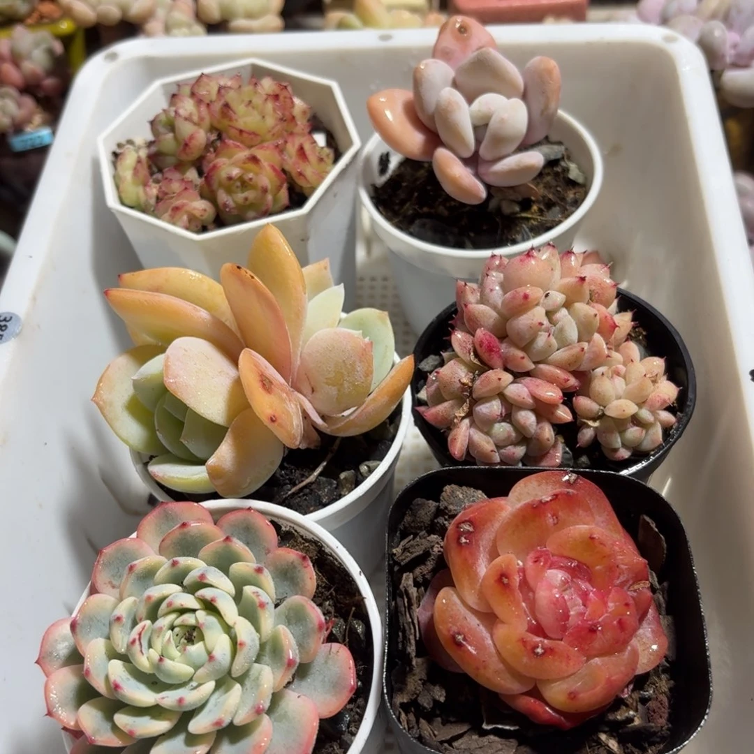 框拍一物一拍编号385