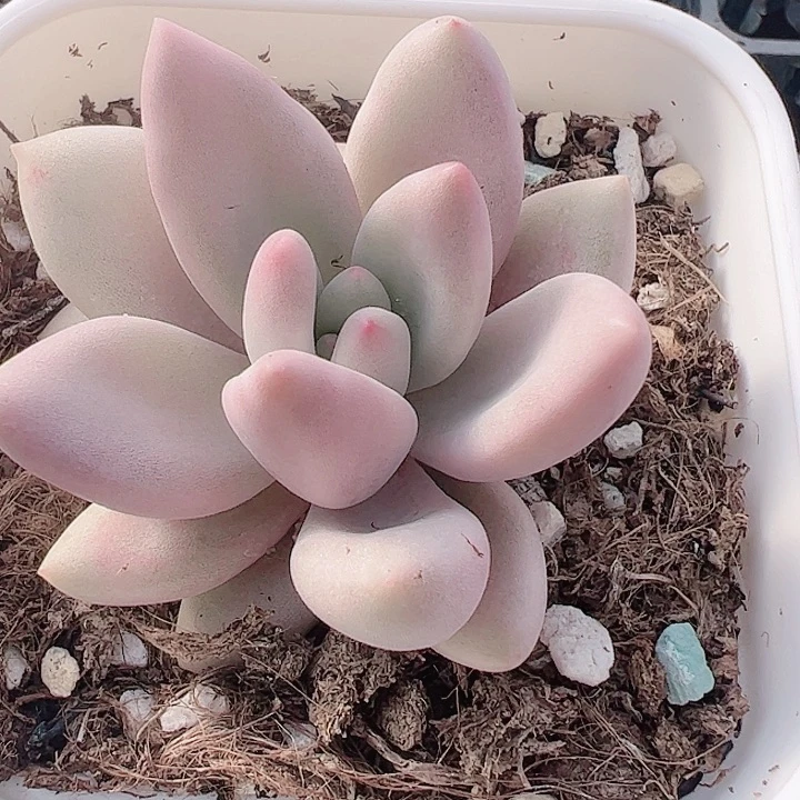 现**活多肉植物多肉植物