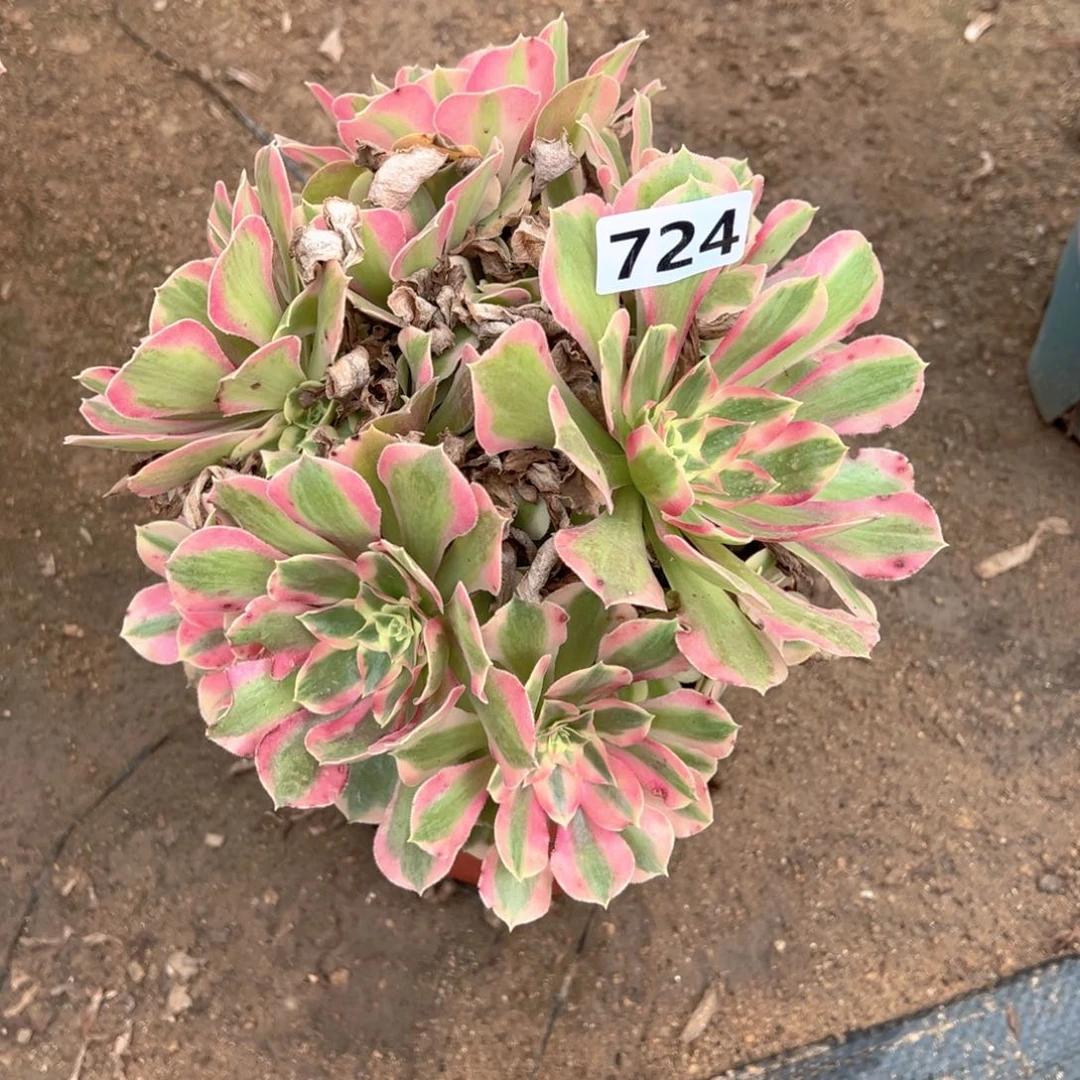 多肉植物叶罗刹724号