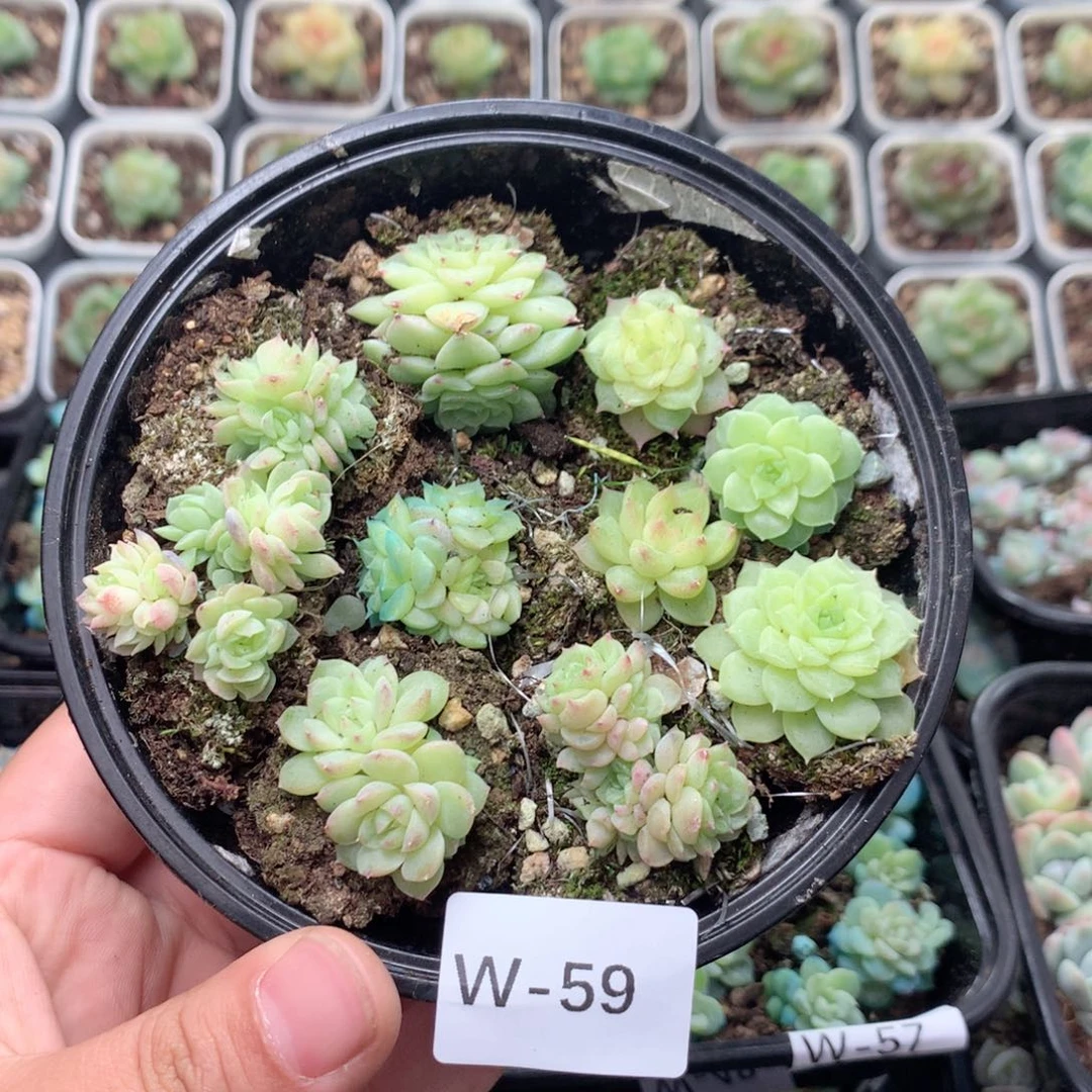 无花朵W59英语英语