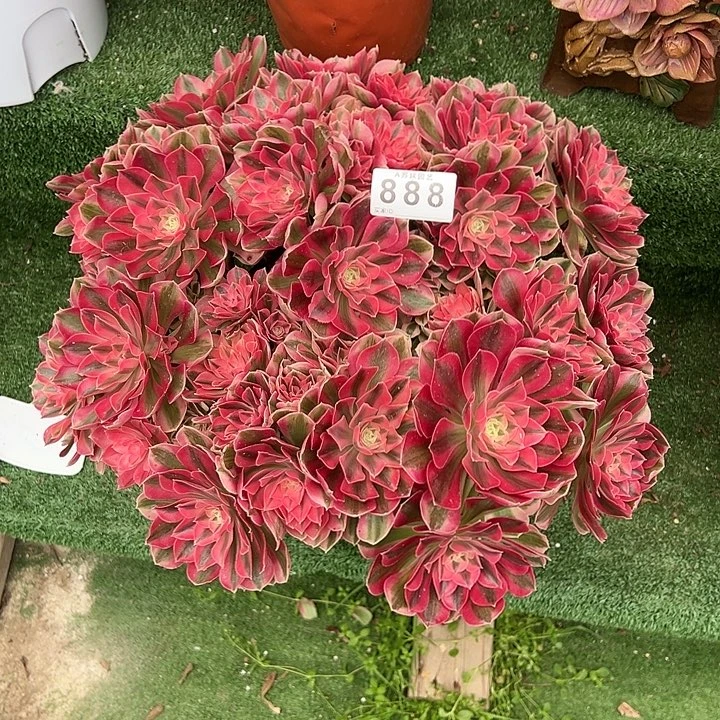 空****麻888女巫多肉植物