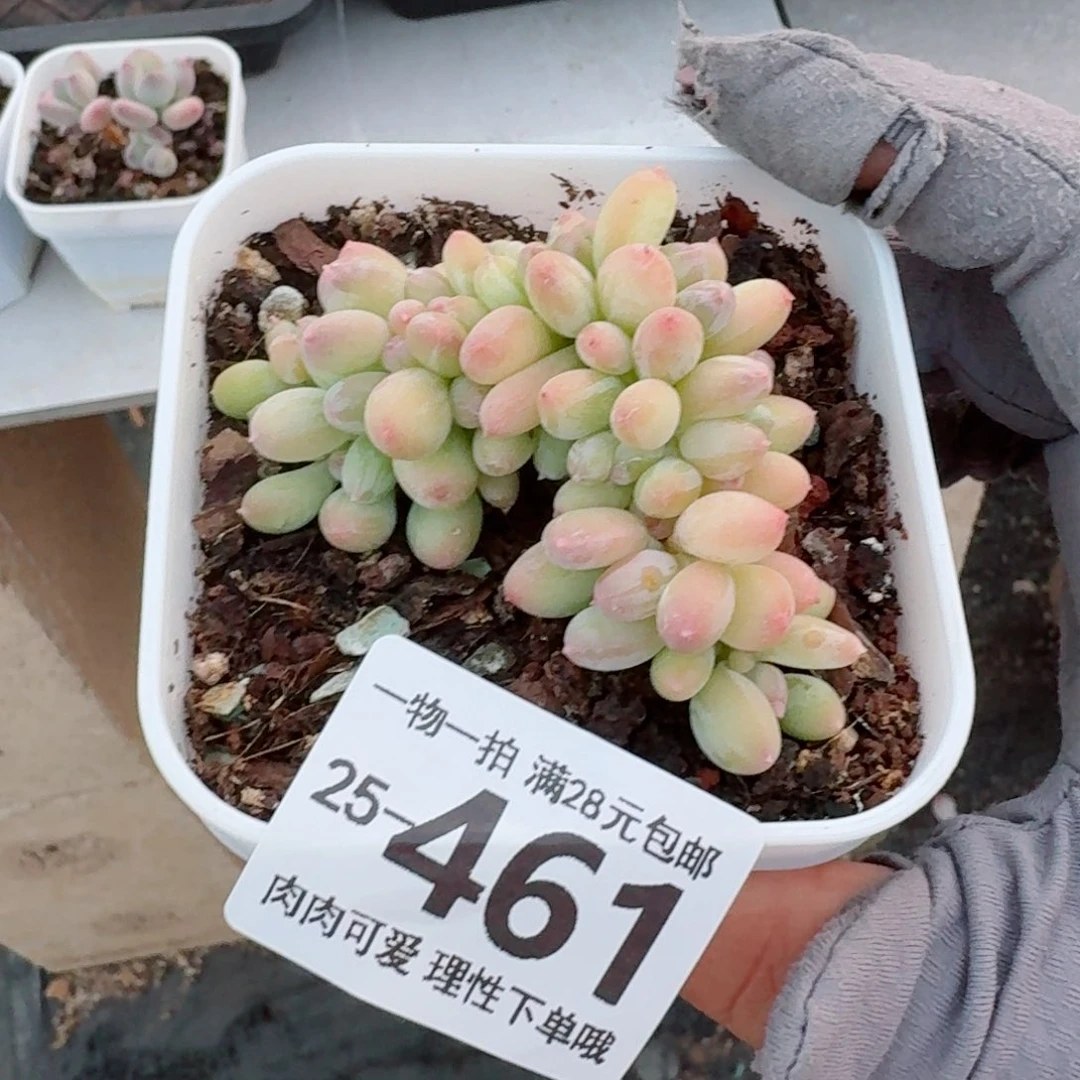 三日月美人缀化无盆土发货无