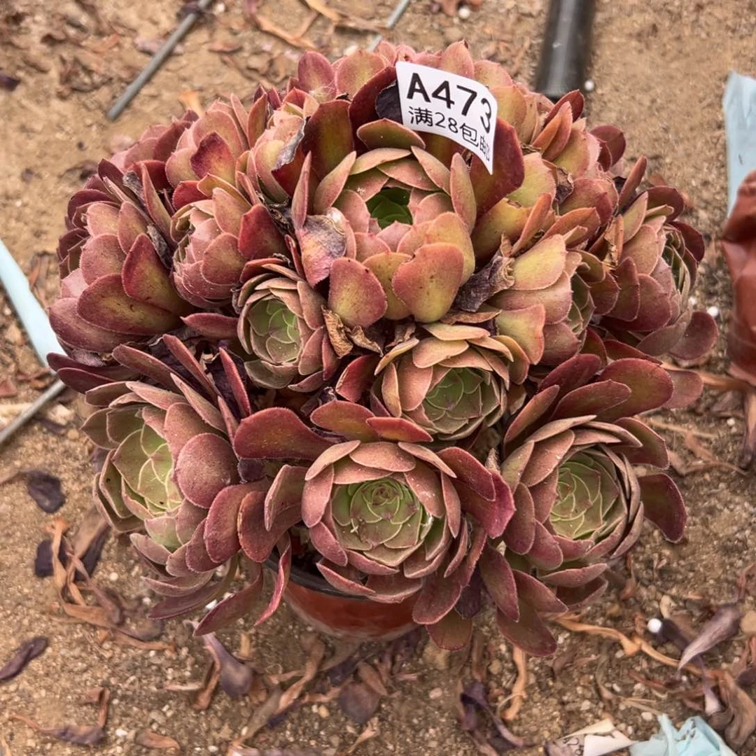 473多肉  沙拉碗