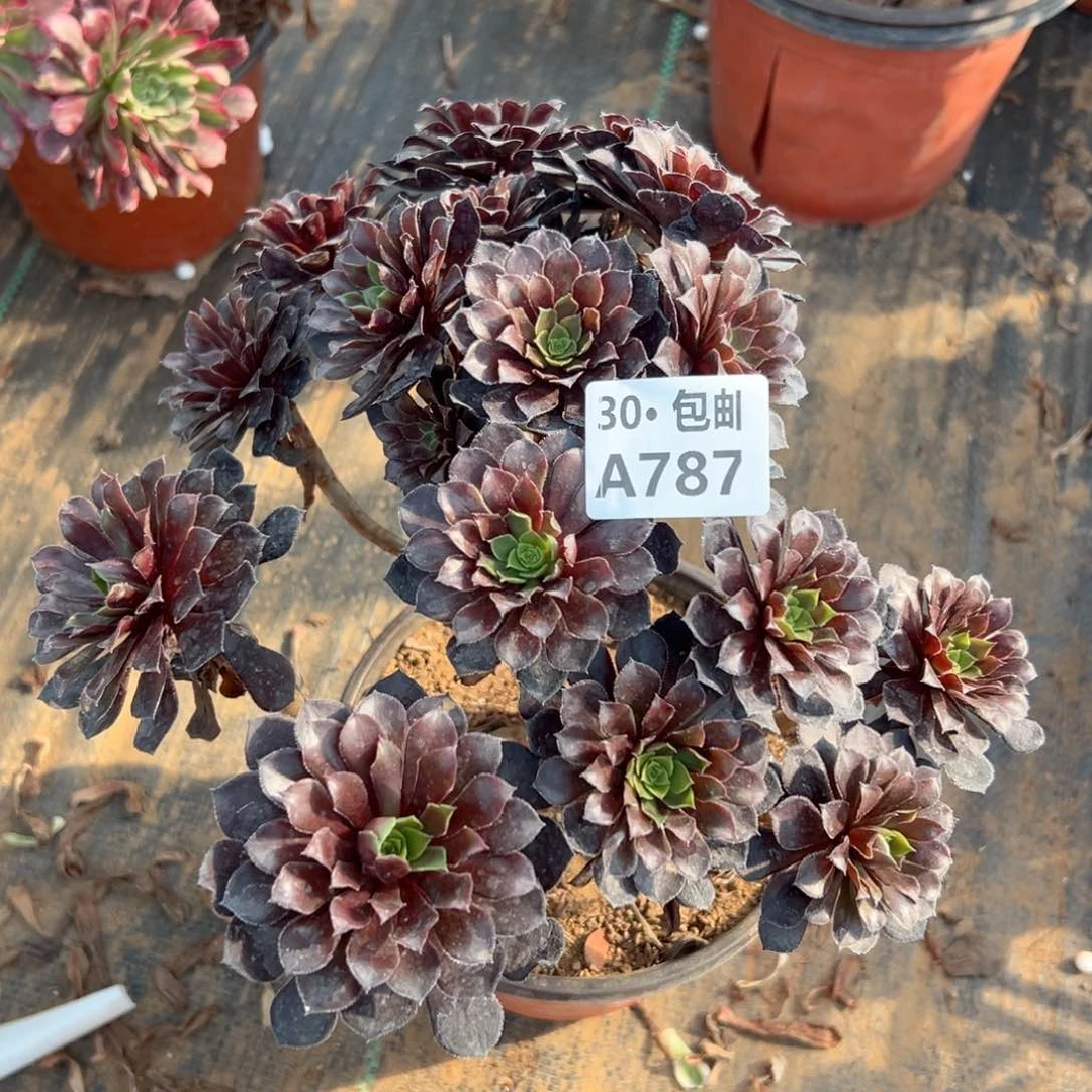 787 处理多肉断枝不包