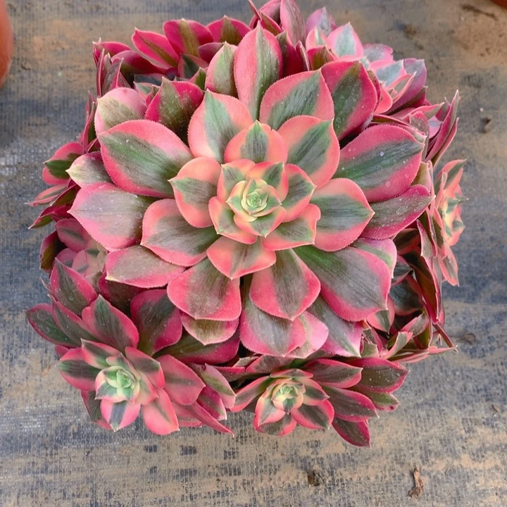 老*@585粉女郎精品法师多肉