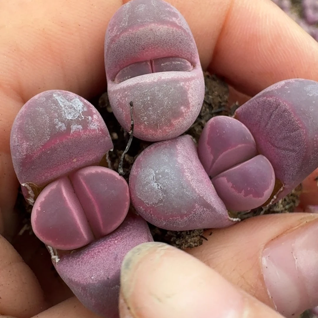 372红大内三颗量拍00000000