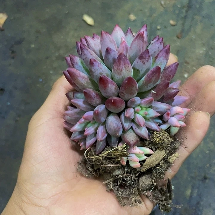 完美捧花车厘子哦