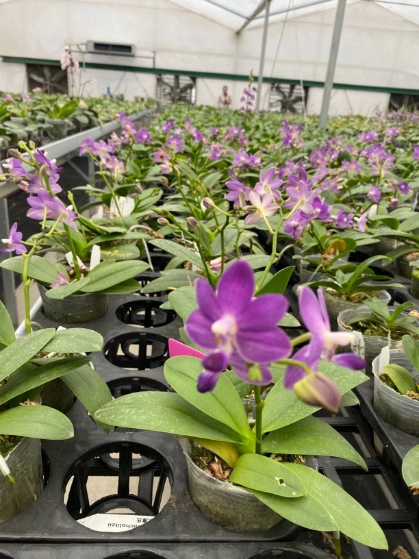 兰花珍品原生种珍品蝴蝶兰浓香珍稀品种盲盒颜色随机