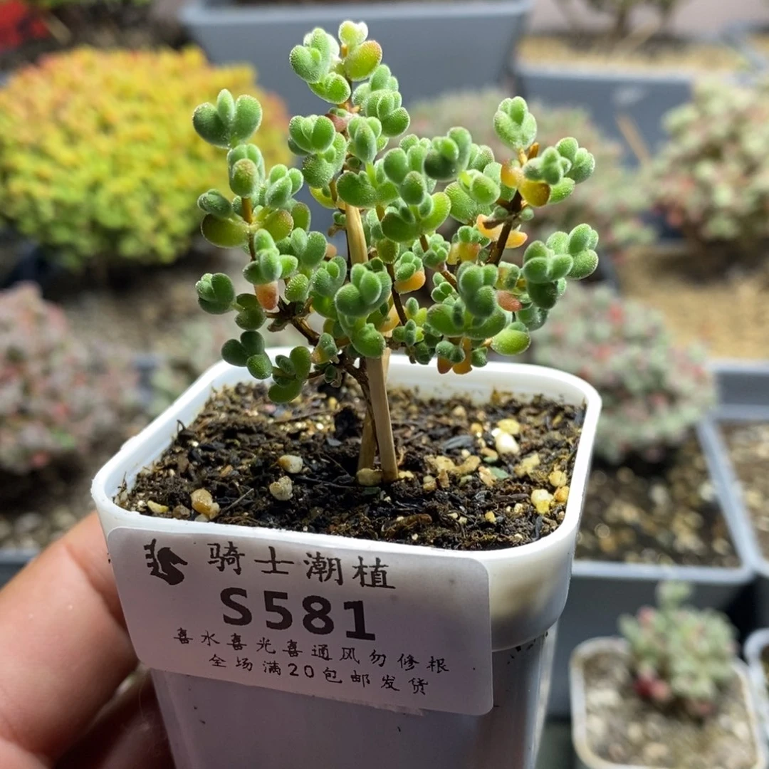 581莱斯枝干番杏