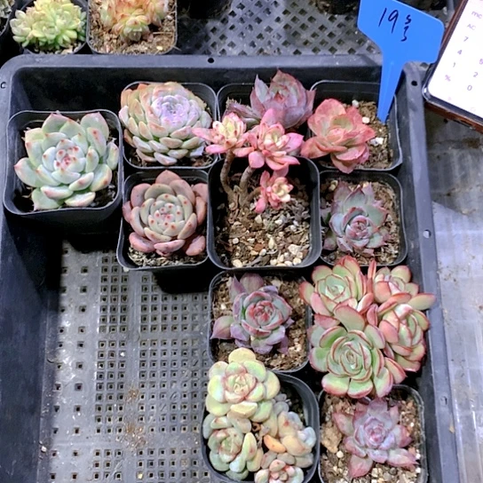 19号多肉植物园艺