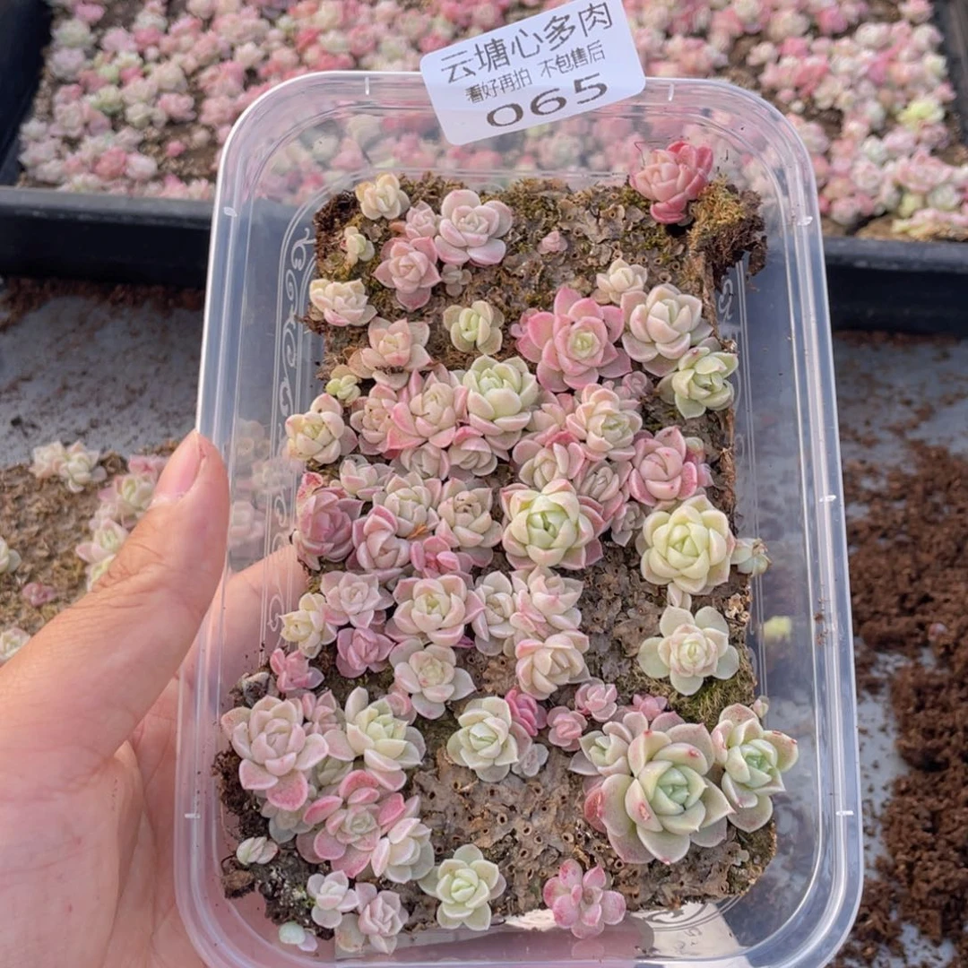 云糖心多肉植物65