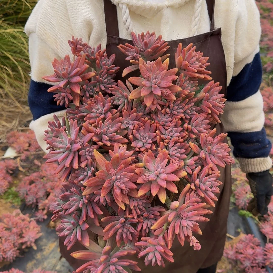秋丽 一颗不包损25公分