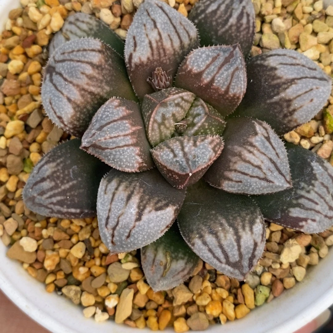 783江南雪十二卷多肉