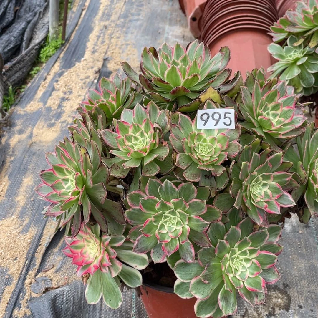 莲花多肉植物老桩