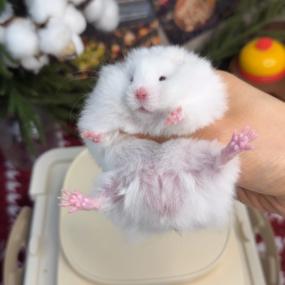 象牙白弟弟10.25生日