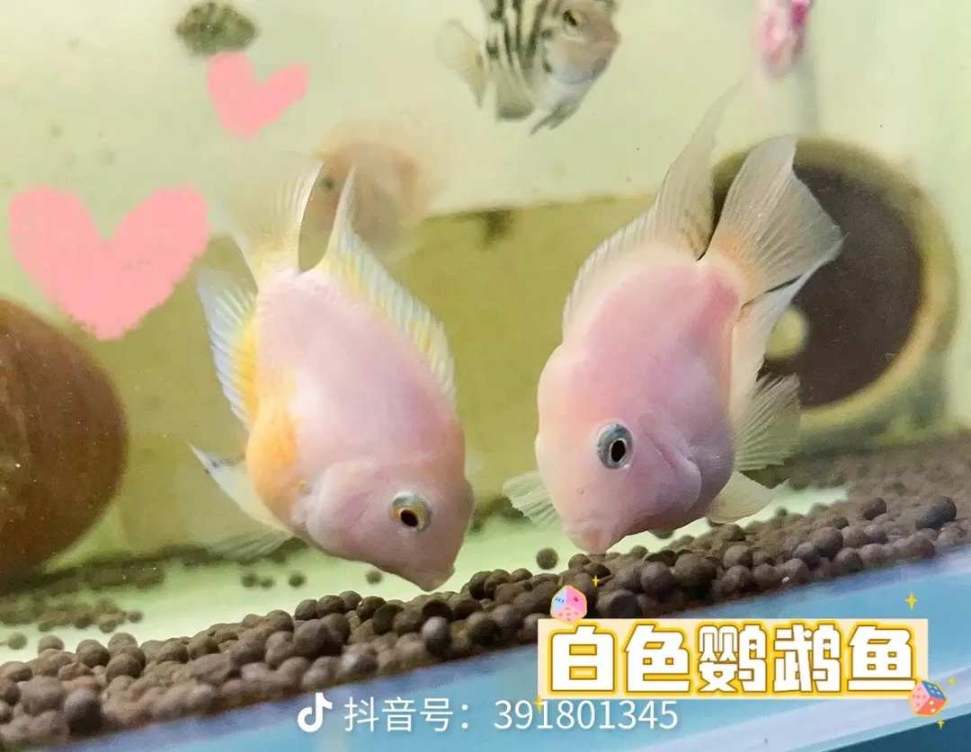 迷你鹦鹉胭脂鱼一对