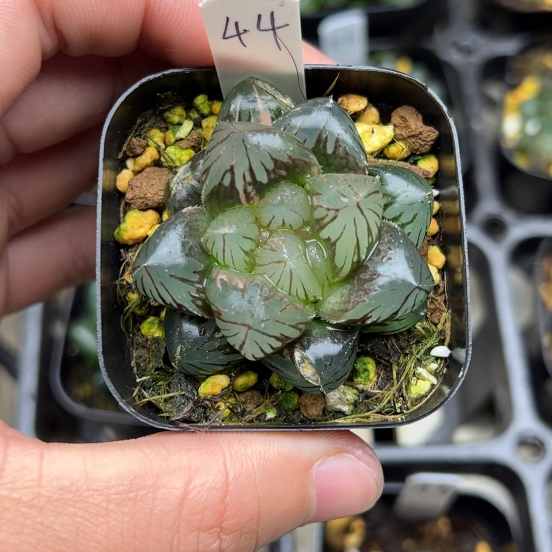 44龙爪玉露锦一物一拍