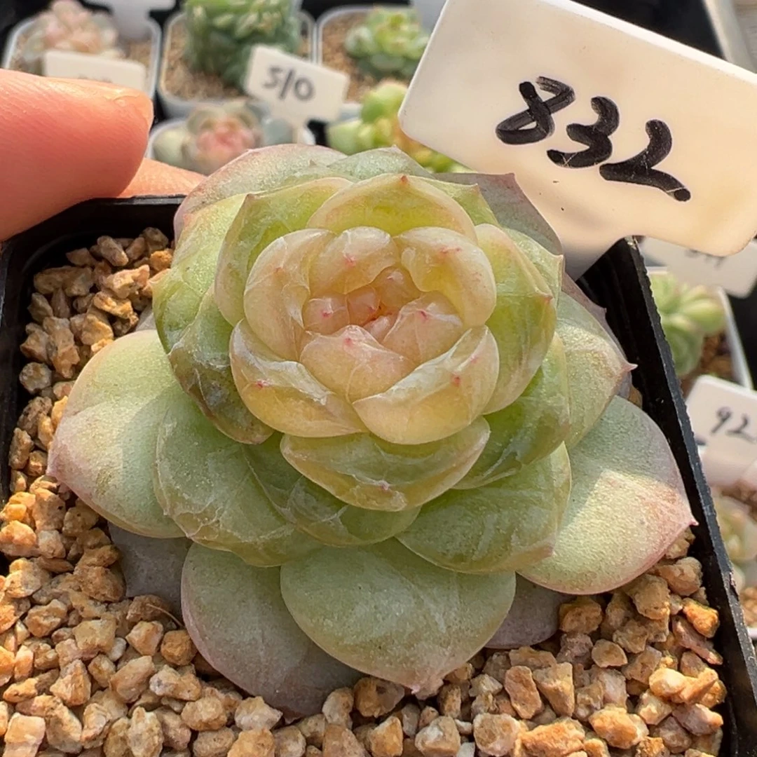 832号风花雪月系列星月