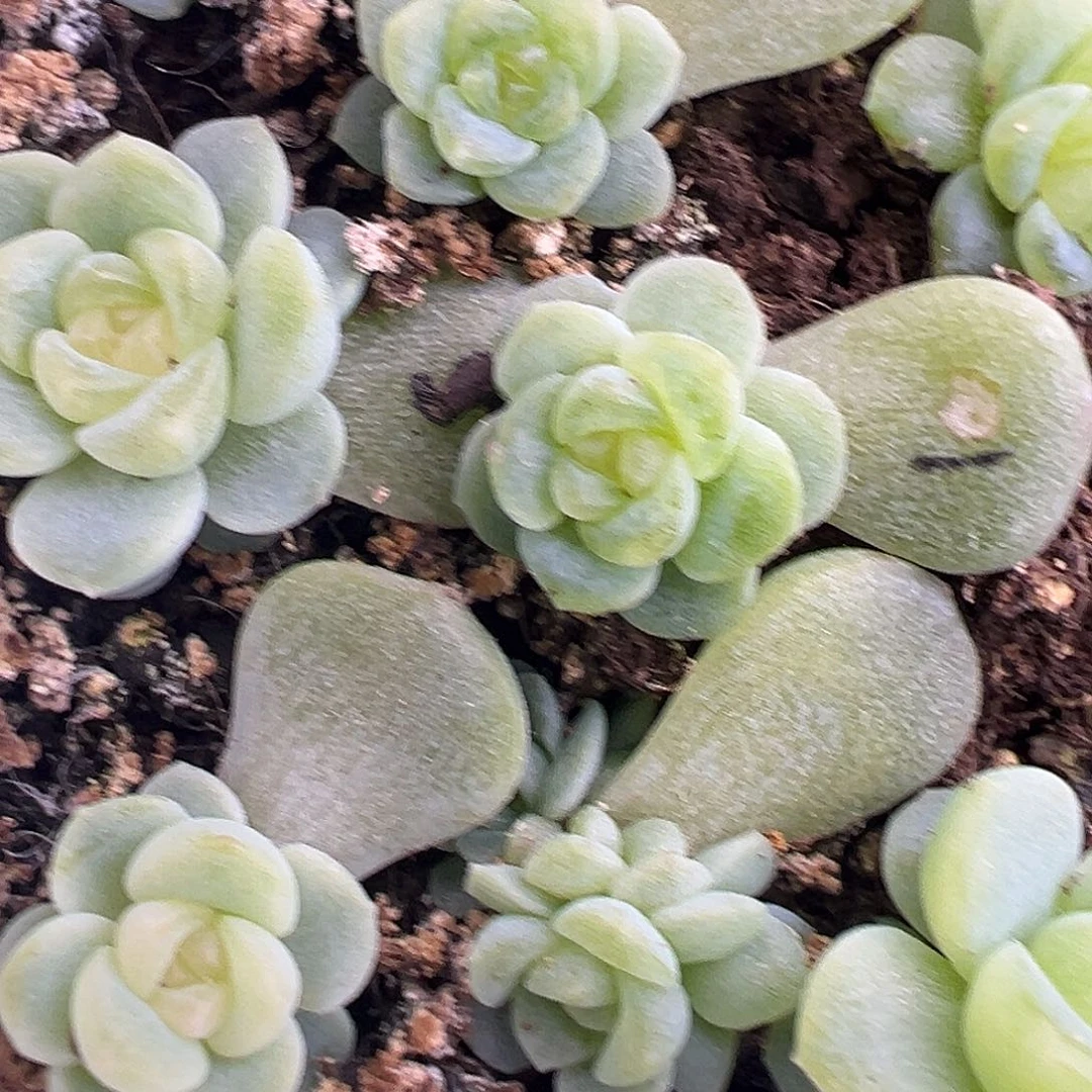 风花雪月灯随机发一个