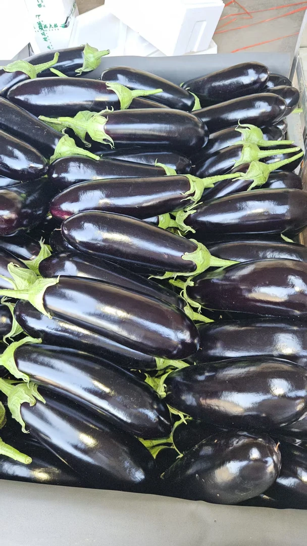 正宗山东长茄薄皮新鲜蔬菜非寿光圆茄线茄矮茄黑紫皮批发