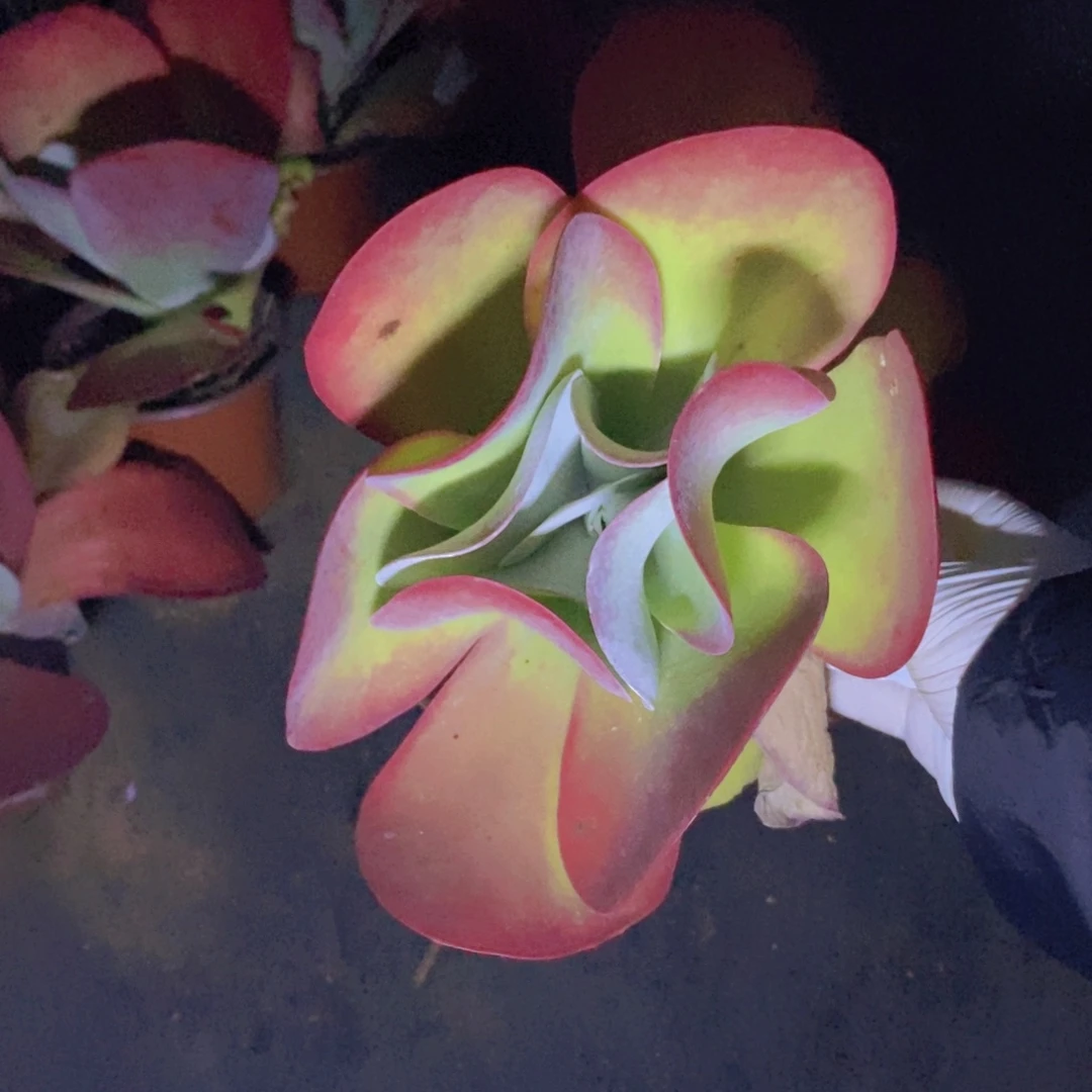 0152唐印大单头一物一拍