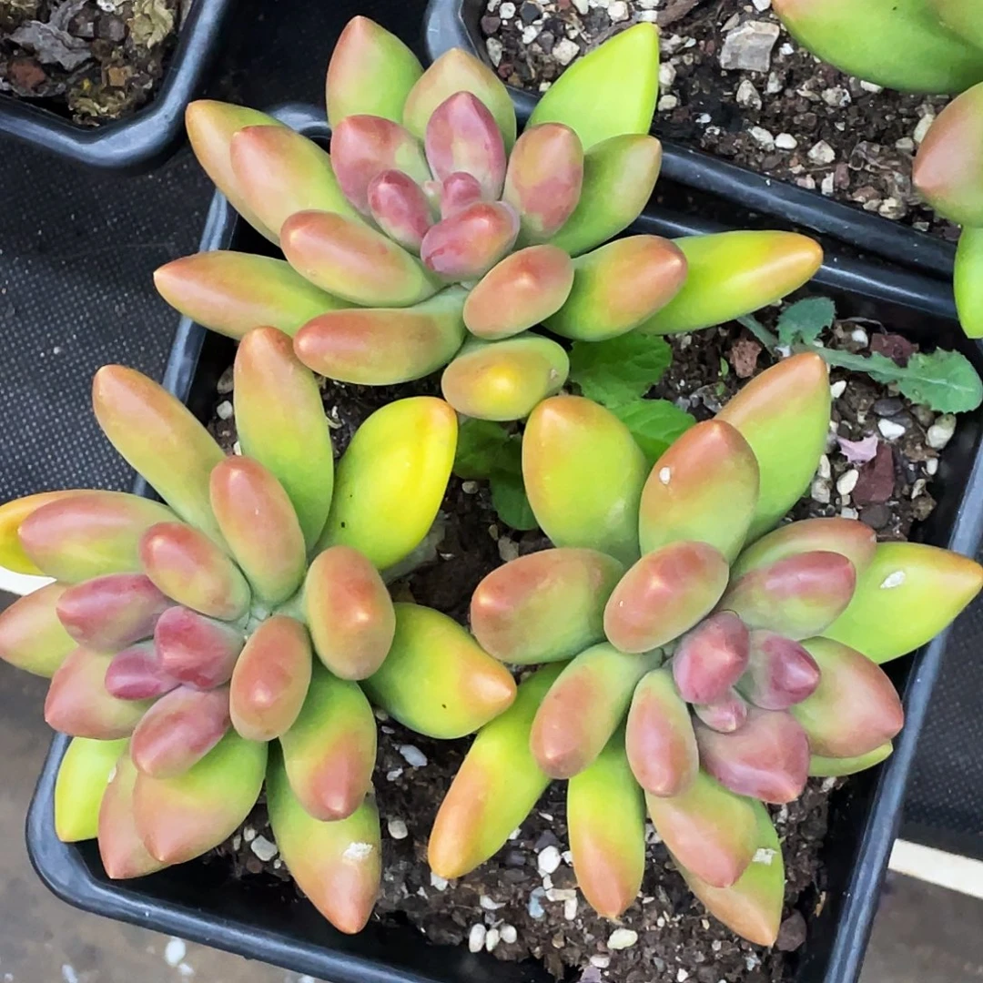 整桩无砍三头长粗腿芒果奶一颗