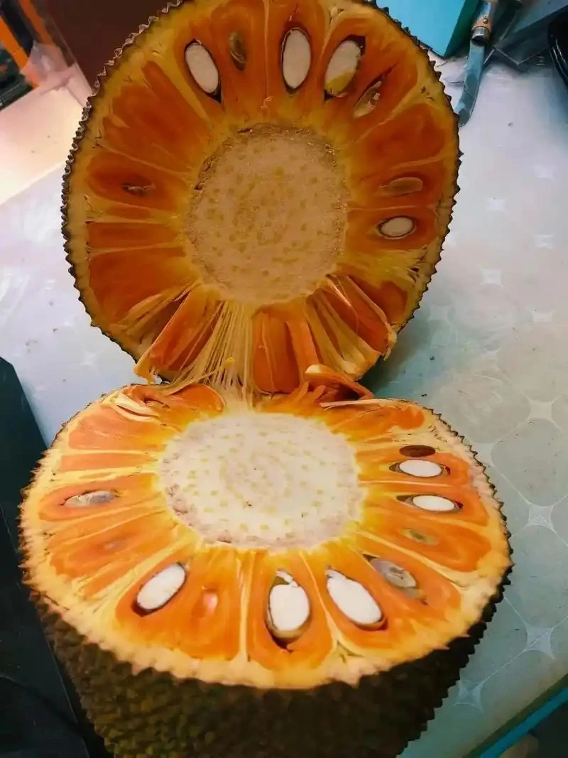 红肉菠萝蜜果苗一物一拍 直播间链接（广西发货）发货剪叶