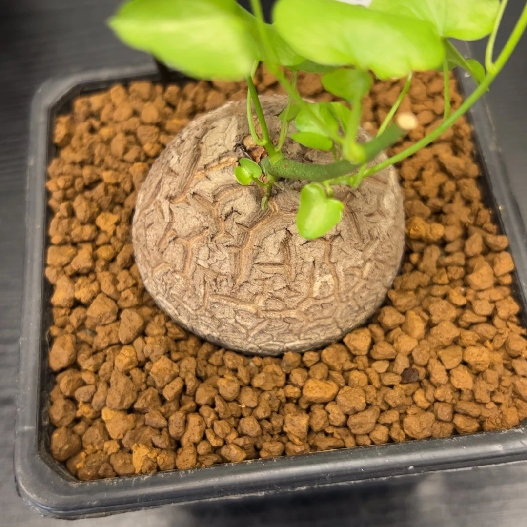 精品盆栽养定的龟甲龙22号