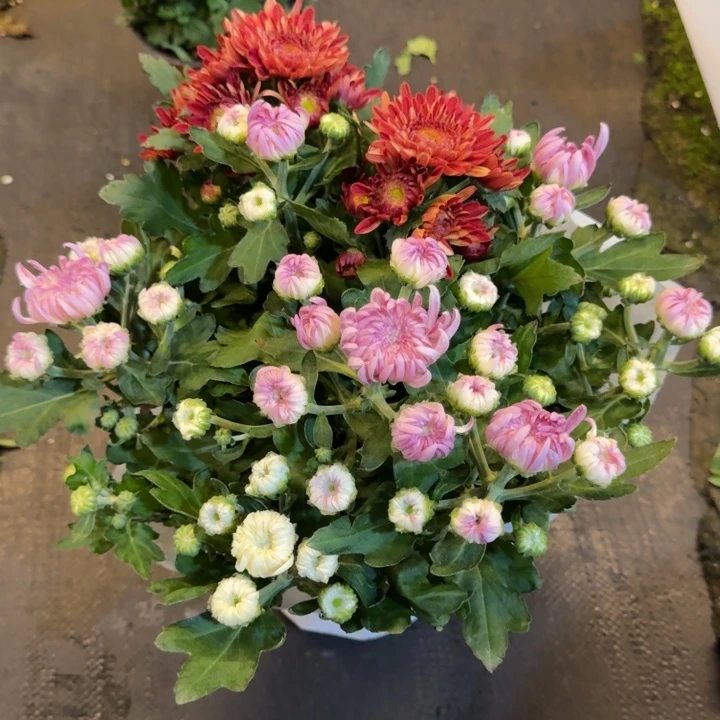 彩色龙爪菊红白紫