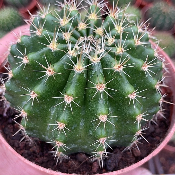 实生龟甲黄白刺彩草