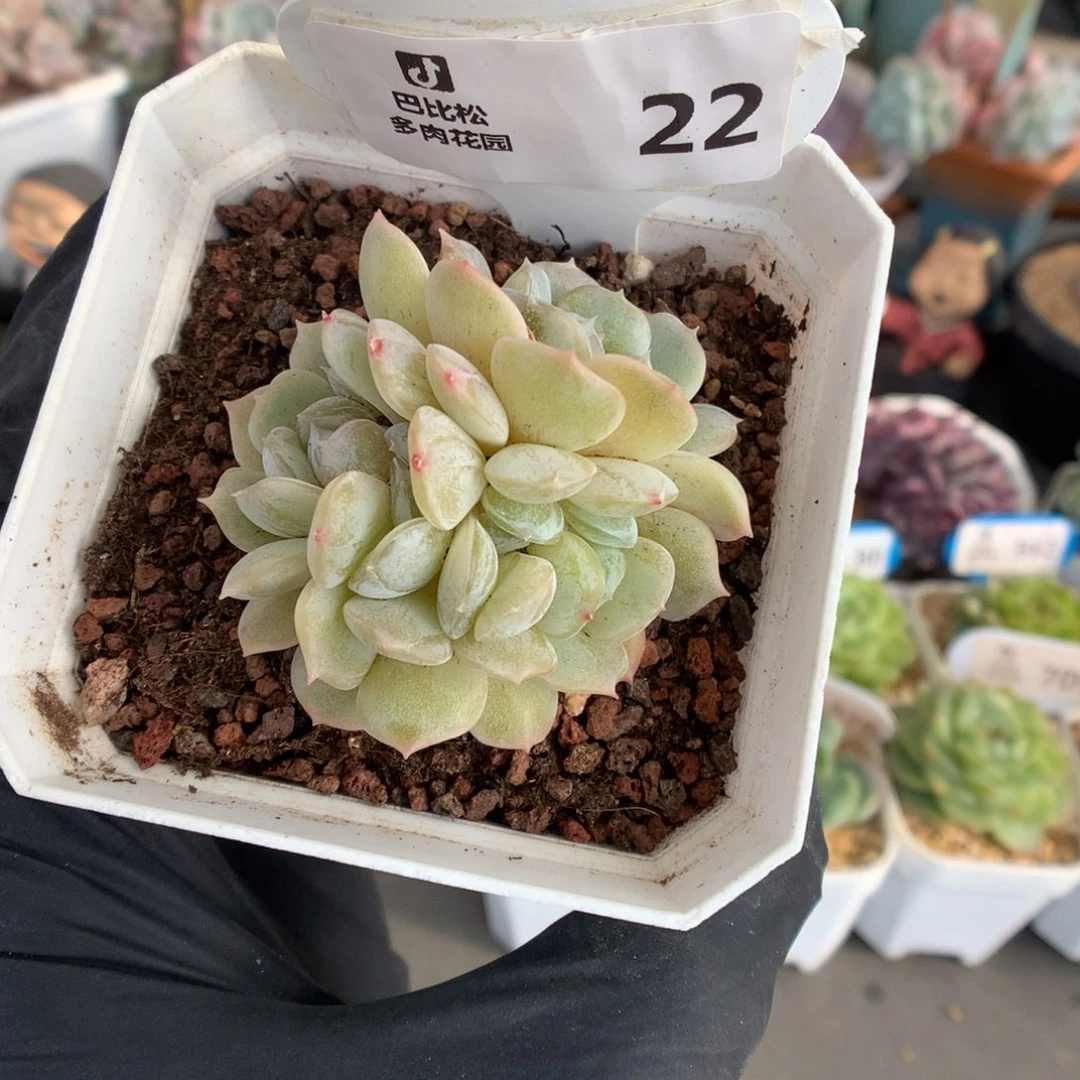 22 白色恋人缀多肉