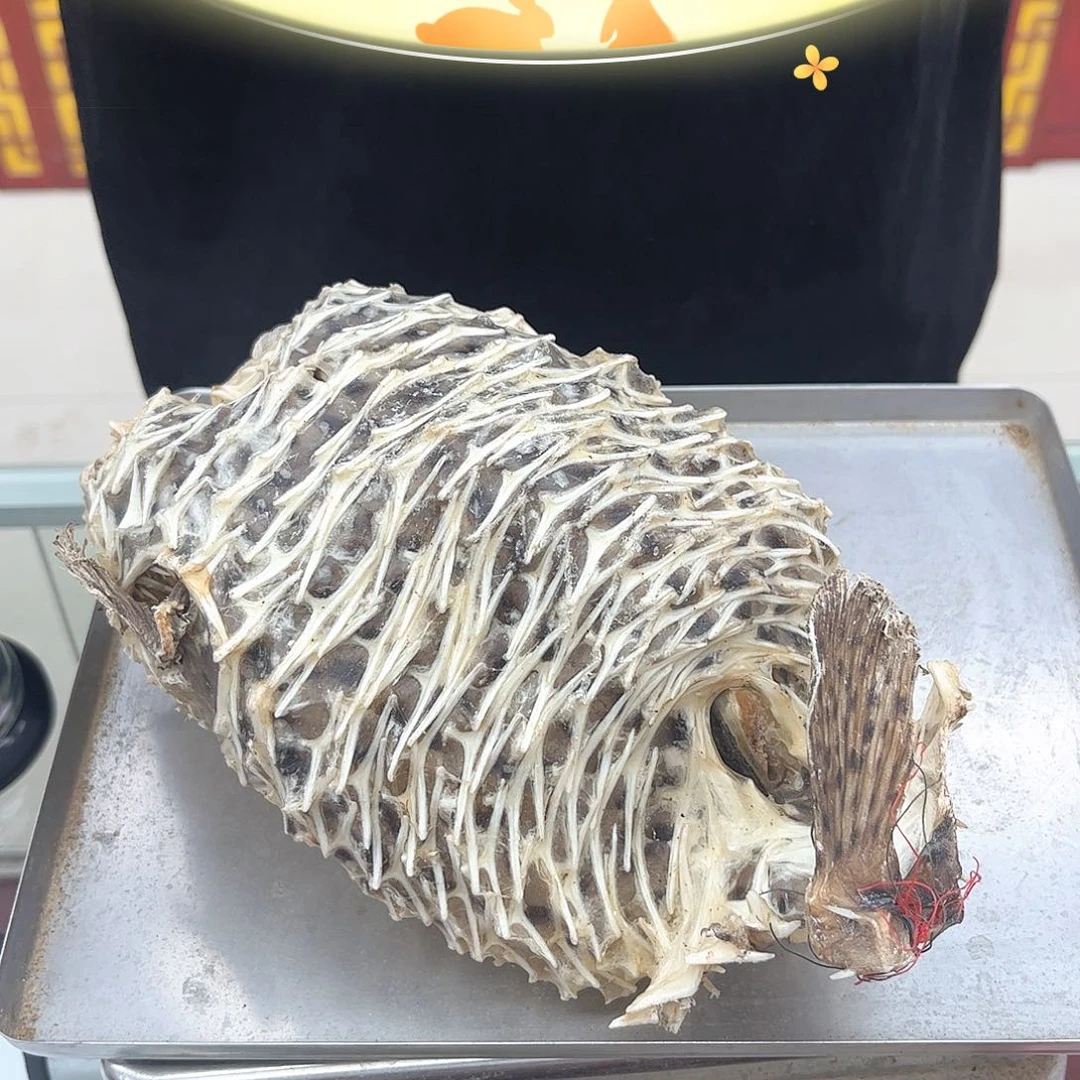 中国大陆刺龟皮1只
