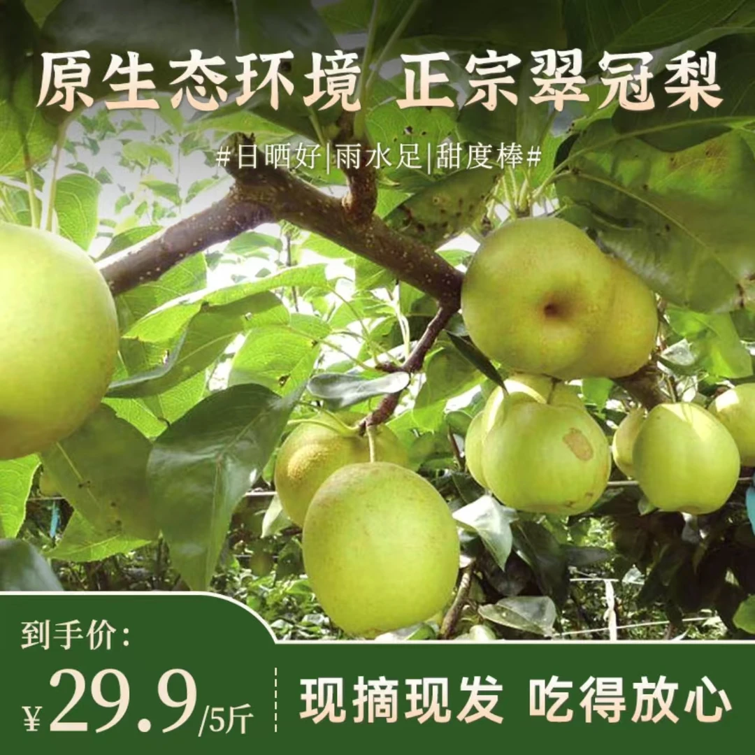 【顺丰发货】溧江镇堆背村农家露天水果翠冠梨【不支持退款介意勿拍】