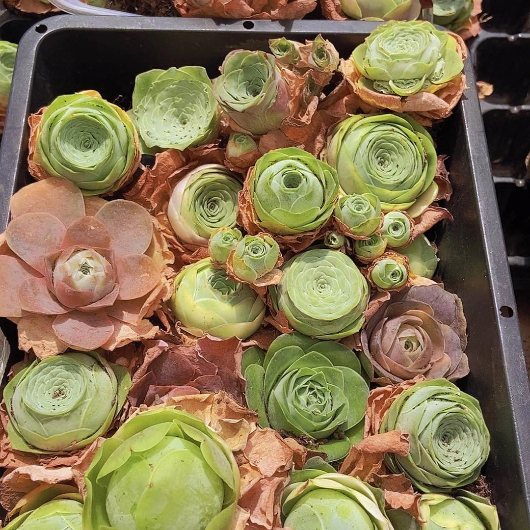 0000000000002量拍保底30颗玫瑰