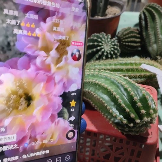 仙人球彩草稻川侧芽歪