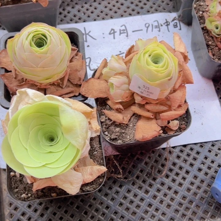 925 裸根不带土发货不包损