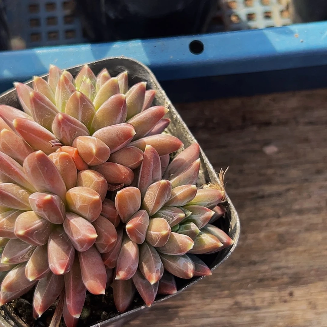 美人系列多肉植物