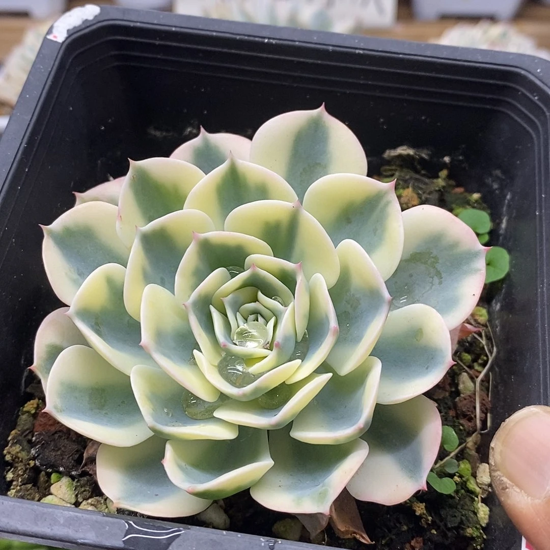 08219 玉蝶锦多肉