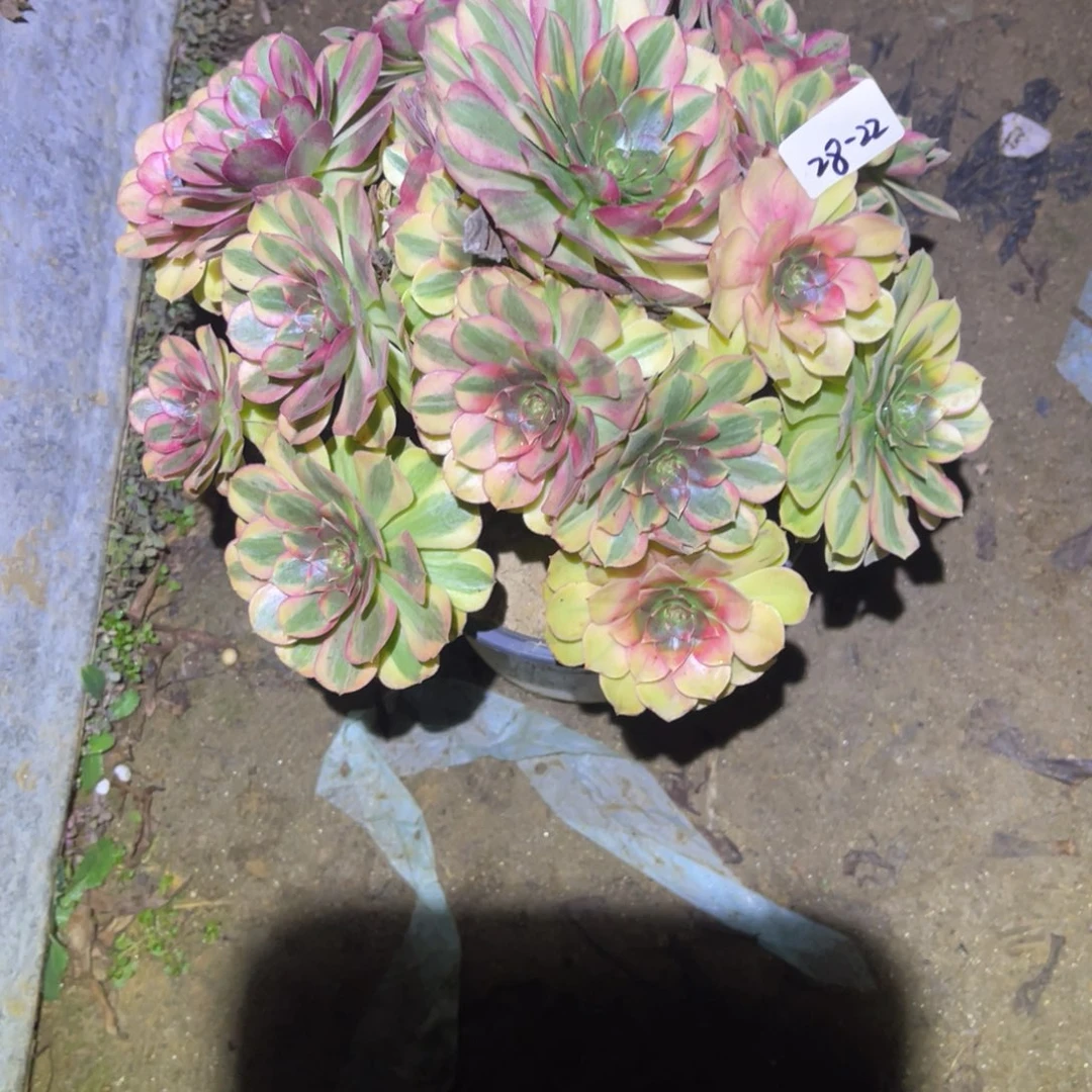 12-28-22雨荷法师锦