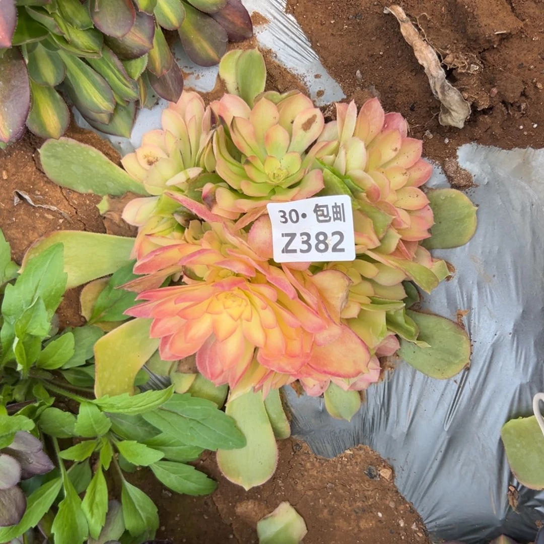 骨*382邵修，多肉法师